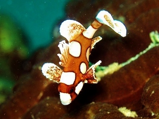 110421 cckd.jpg
