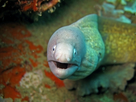 サビウツボ 5558.jpg