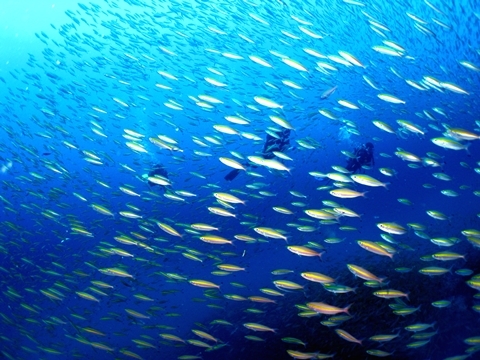 タカサゴ.jpg
