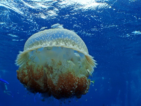 タコクラゲ.jpg