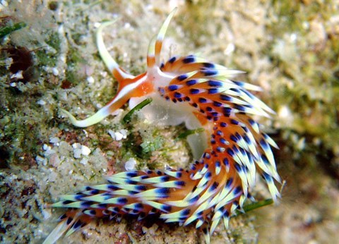ヒブサミノウミウシ1.JPG