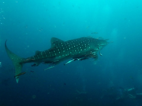 P5280290.JPG