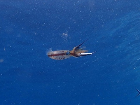 ika.jpg